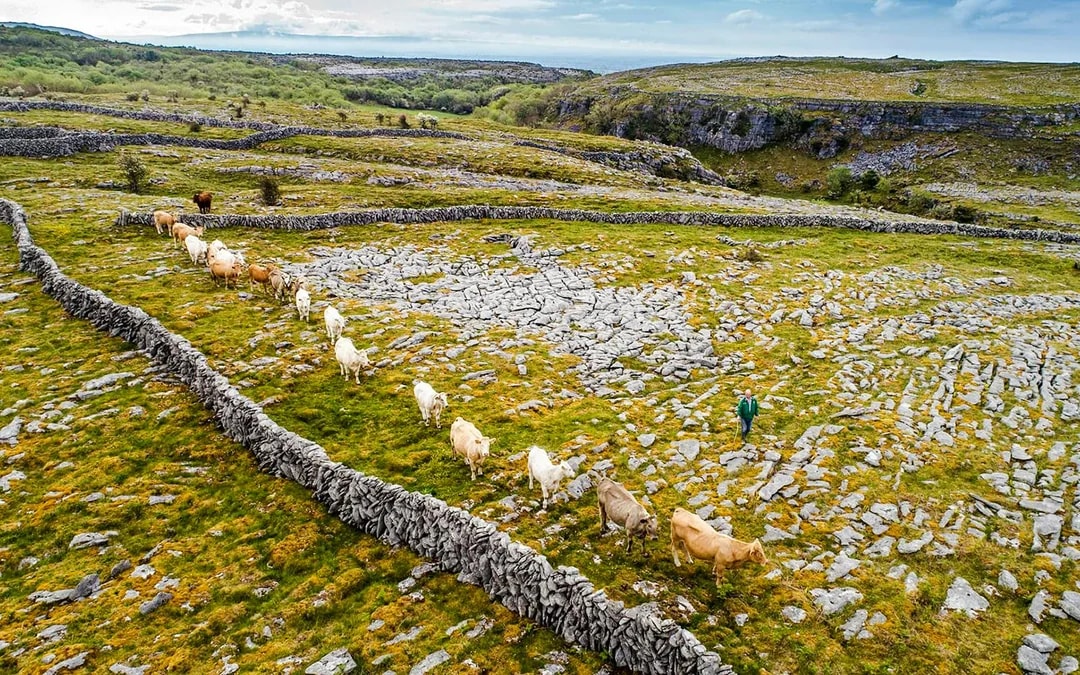 From Galway: Cliffs of Moher & Burren Day Tour with Aillwee Cave Image 11