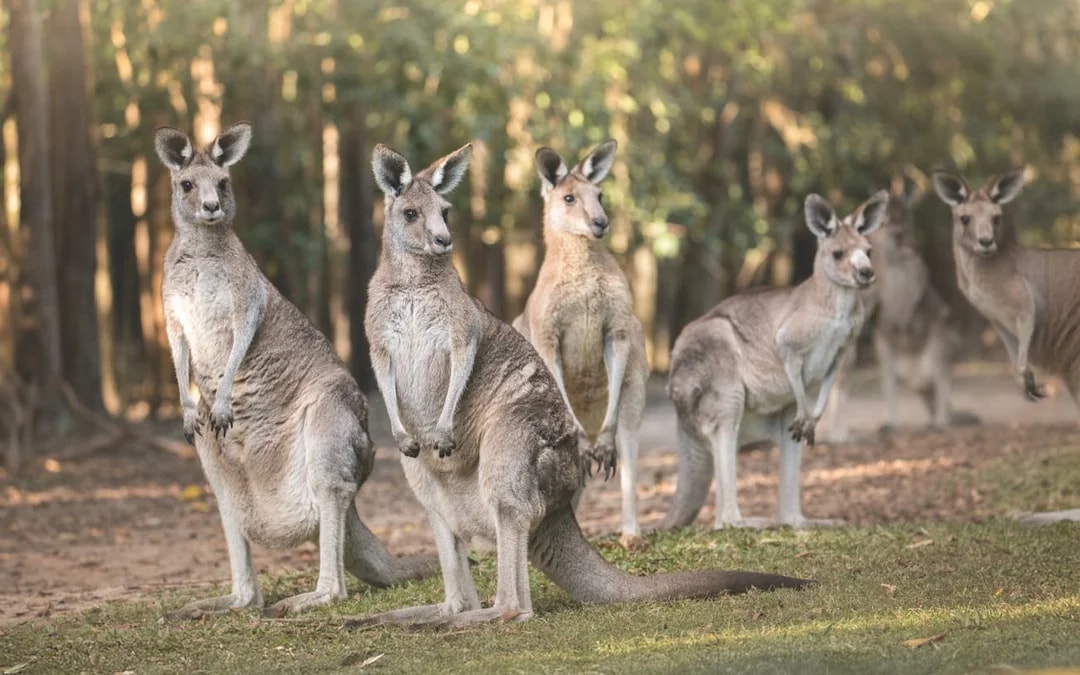 From Gold Coast Australia Zoo Transfer & Entry Adventure Image 4
