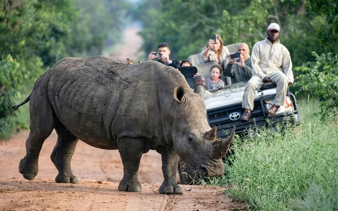 From Hazyview/Hoedspruit: Ultimate Full-Day Kruger Park Safari Drive Image 4