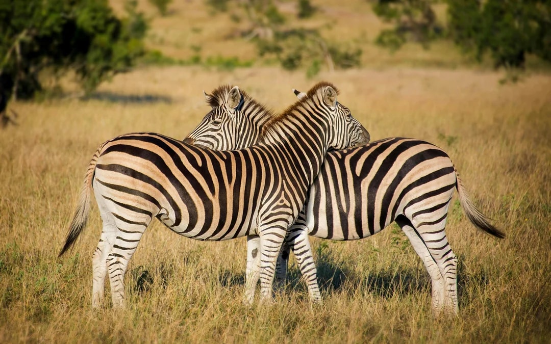From Hazyview/Hoedspruit: Ultimate Full-Day Kruger Park Safari Drive Image 6