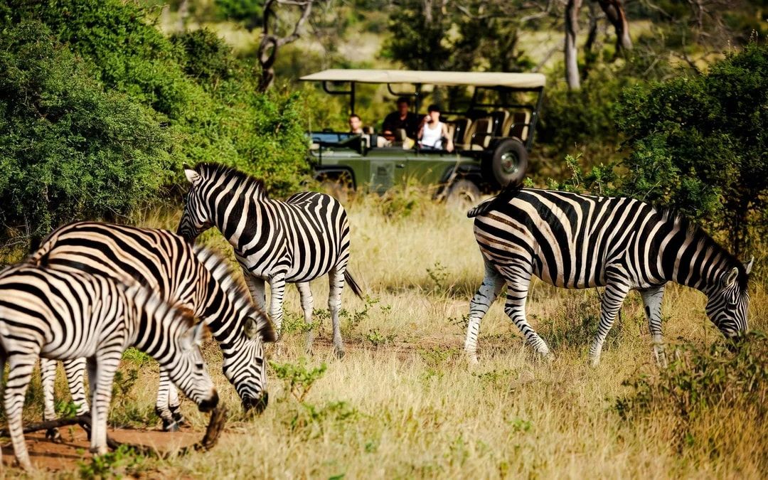 From Hazyview: Ultimate Private Full-Day Kruger Park Safari Drive Image 6