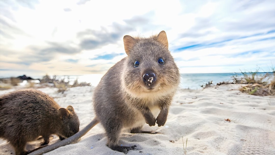 Quokka on sandy beach at Rottnest Island with ocean in background.