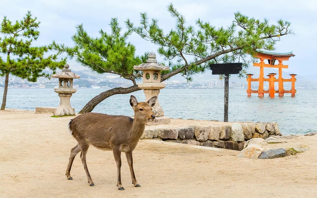 hiroshima the peace memorial to miyajima: icons of peace and beauty-7