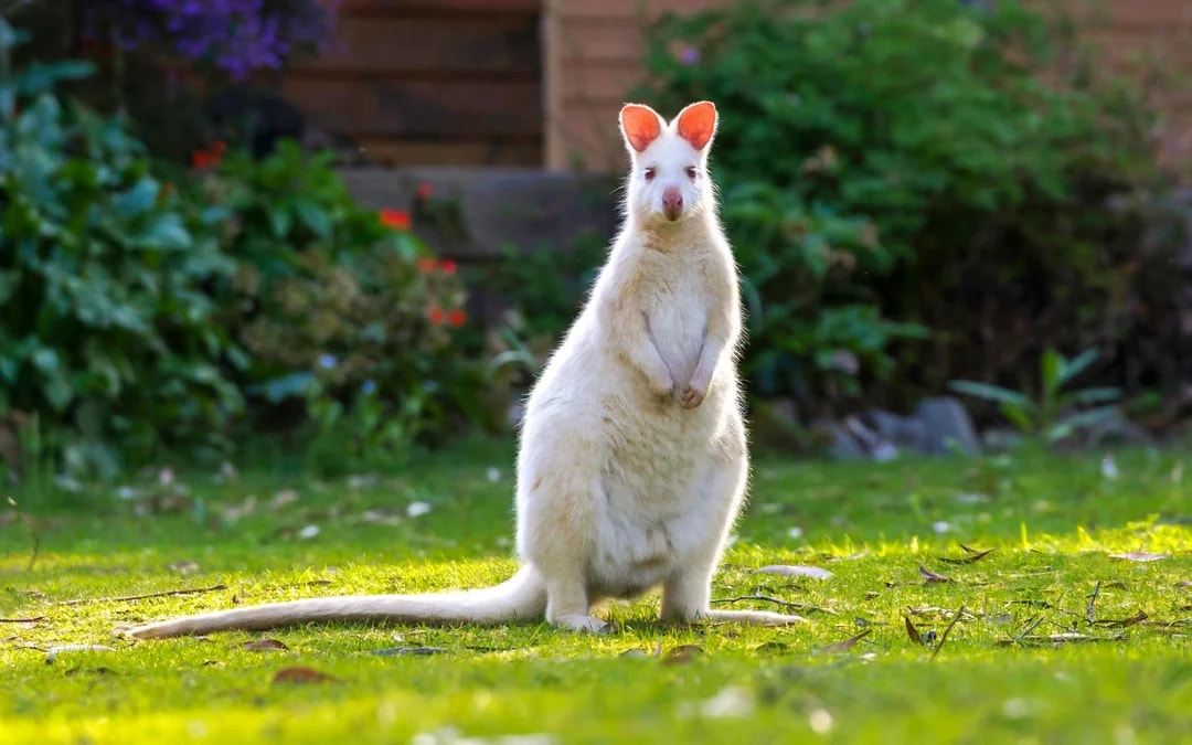From Hobart: Bruny Island Full-Day Guided Tour Image 5