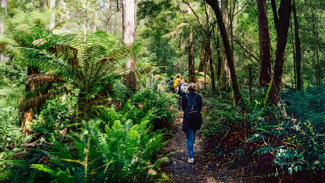 Group walking through lush forest on Bruny Island guided tour from Hobart.