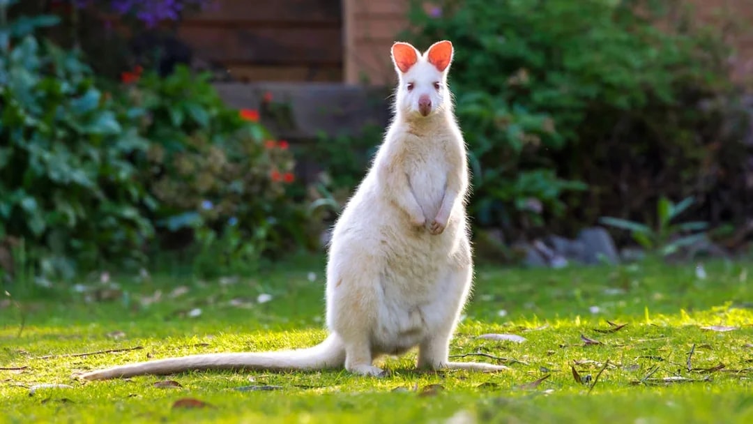 Albino wallaby on Bruny Island nature trail, Hobart day tour.