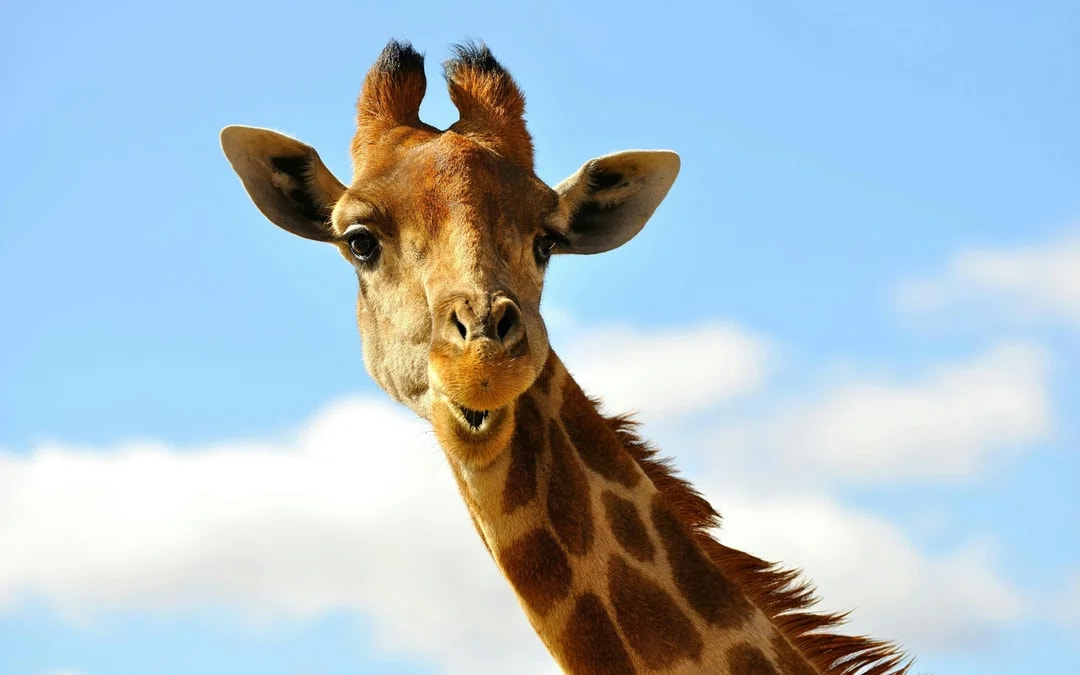From Hoedspruit: Half-Day Big Five Safari Experience at Blue Canyon Private Game Reserve Image 6