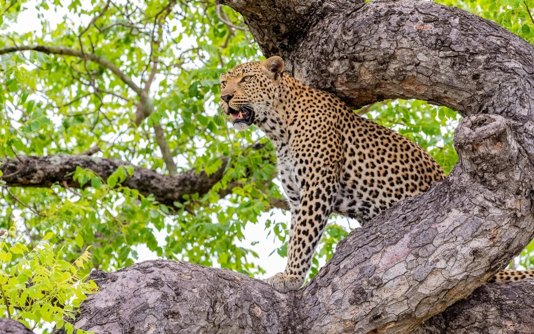 From Hoedspruit: Half-Day Big Five Safari Experience at Blue Canyon Private Game Reserve Image 7