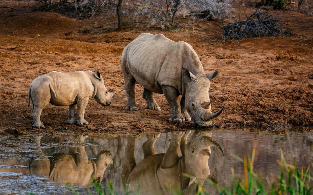 From Hoedspruit: Half-Day Big Five Safari Experience at Blue Canyon Private Game Reserve