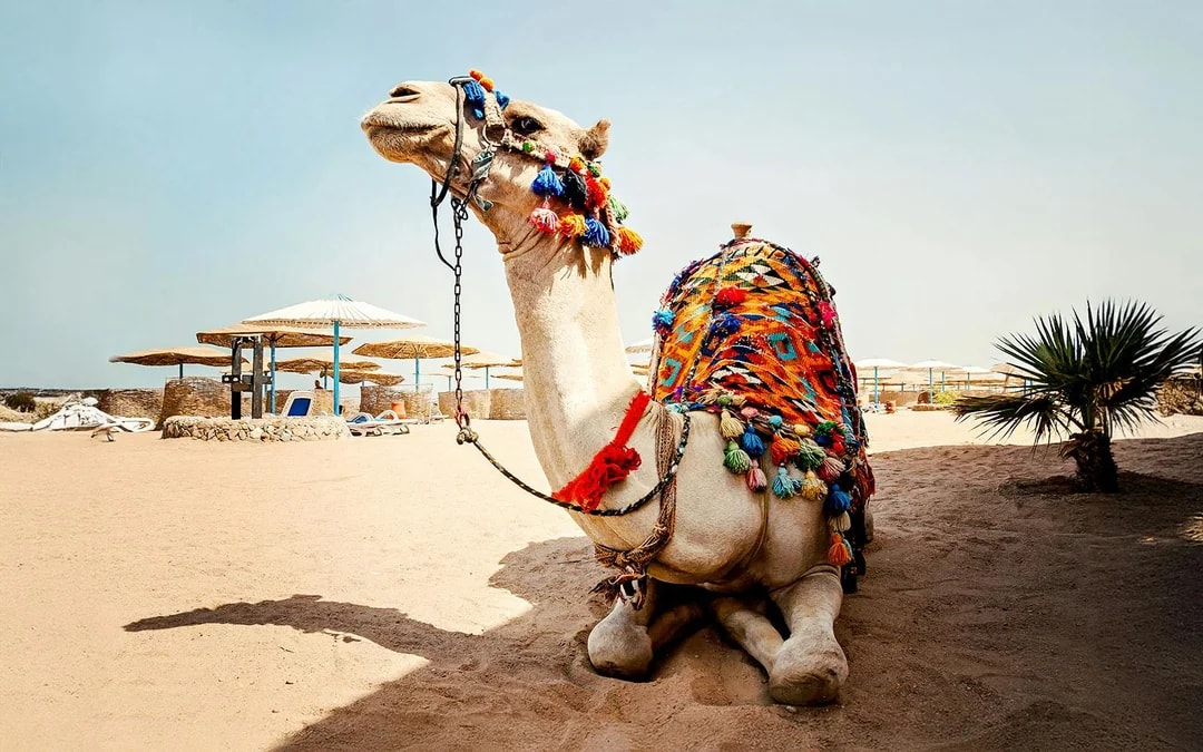 From Hurghada: Quad Bike Ride, Camel Safari, Stargazing & Dinner With Round-Trip Hotel Transfers Image 3