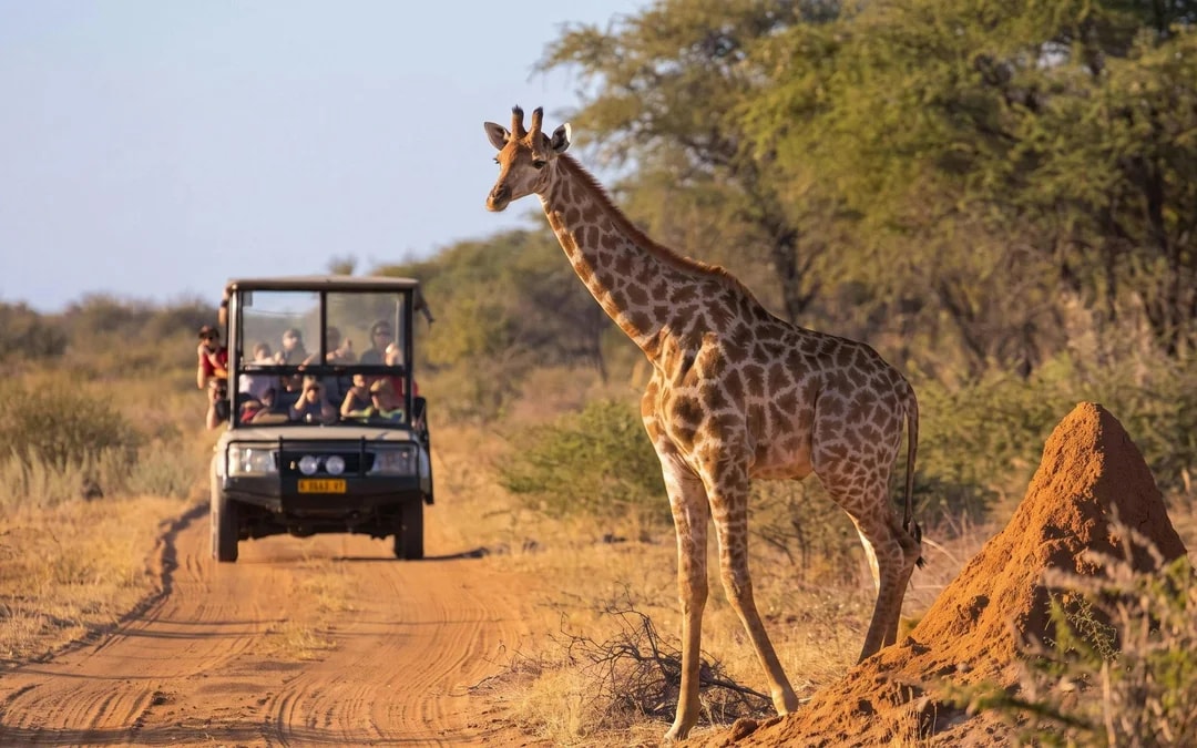 From Johannesburg: Full-Day Big Five Safari Experience with Lunch at Pilanesberg Nature Reserve Image 11