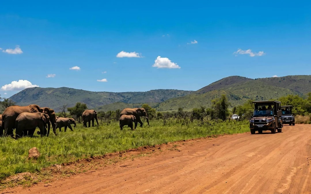 From Johannesburg: Full-Day Big Five Safari Experience with Lunch at Pilanesberg Nature Reserve Image 5