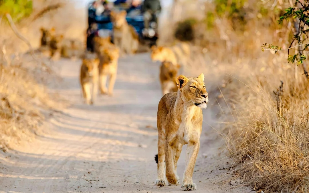 From Johannesburg: Full-Day Big Five Safari Experience with Lunch at Pilanesberg Nature Reserve Image 7