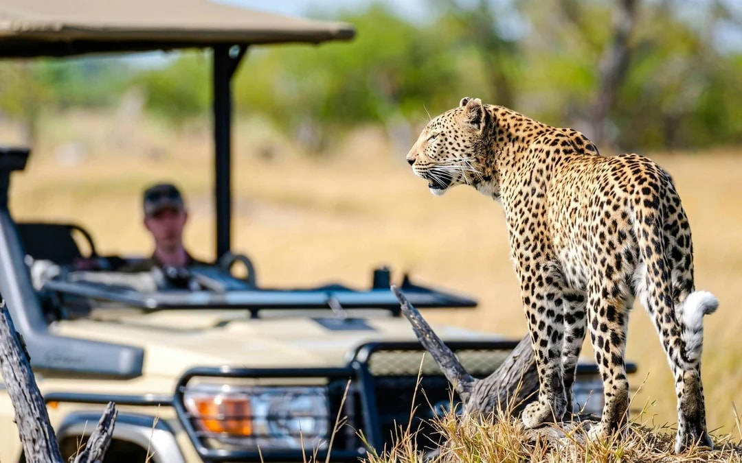 From Johannesburg: Full-Day Big Five Safari Experience with Lunch at Pilanesberg Nature Reserve Image 8