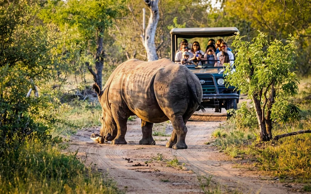 From Johannesburg: Full-Day Big Five Safari Experience with Lunch at Pilanesberg Nature Reserve Image 9