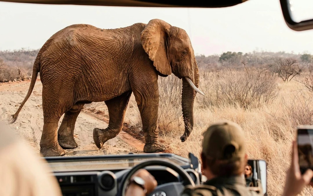 From Johannesburg: Full-Day Big Five Safari Experience with Lunch at Pilanesberg Nature Reserve Image 10
