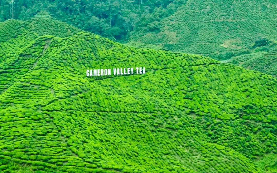 From Kuala Lumpur: Cameron Highlands Tour Image 5