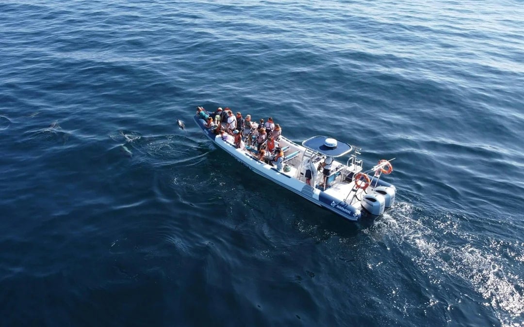 From Lagos: Dolphin Watching Cruise Image 1