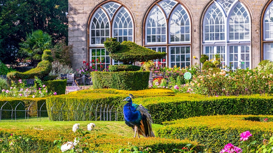 Peacock in Warwick Castle garden with topiary and arched windows in the background.
