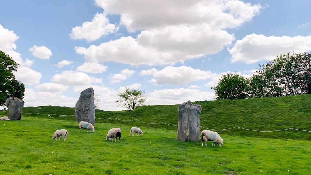 Sheep grazing among standing stones at Avebury on a sunny day.
