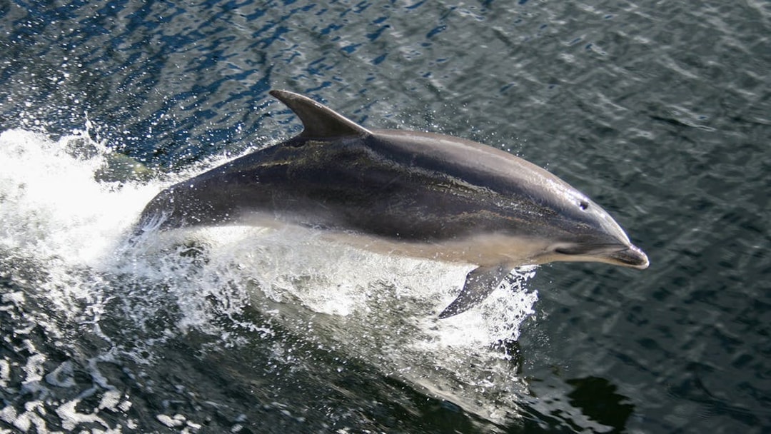 Dolphin leaping from water during Doubtful Sound Wilderness Cruise, Manapouri.