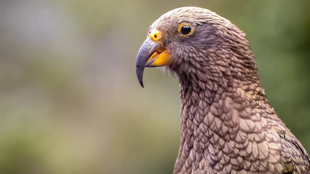 Kea parrot in Doubtful Sound, New Zealand, seen during wilderness cruise.