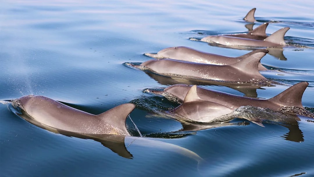 Dolphins swimming in a calm ocean.