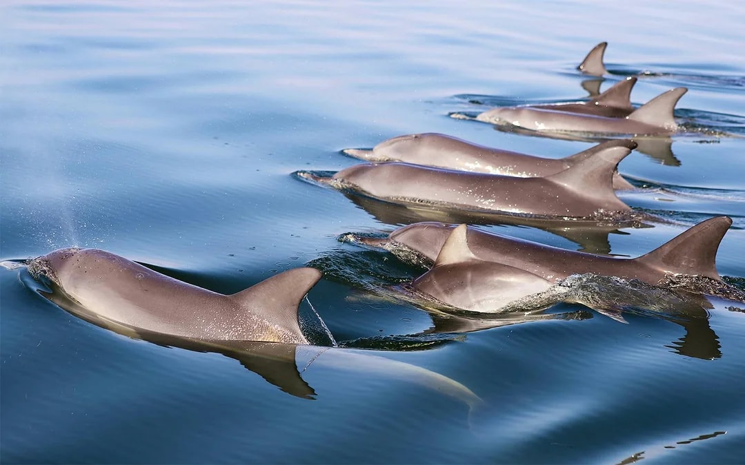 From Mandurah: Scenic View Dolphin Cruise Image 7