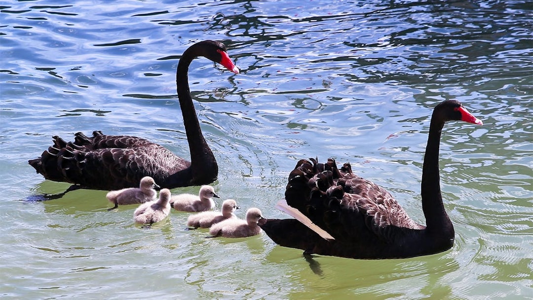 Black swans with cygnets swimming in a pond.
