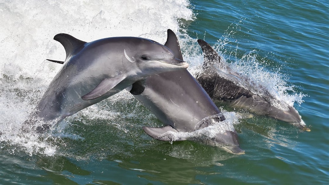 Dolphins leaping through ocean waves.