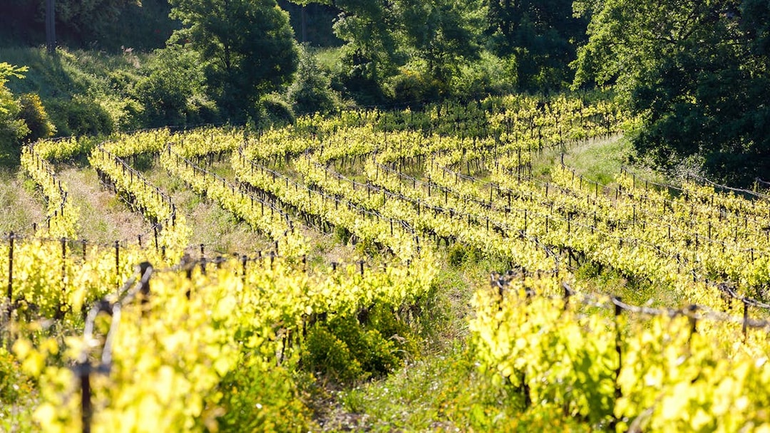 Vineyards with lush green vines near Chateauneuf-du-Pape, France.