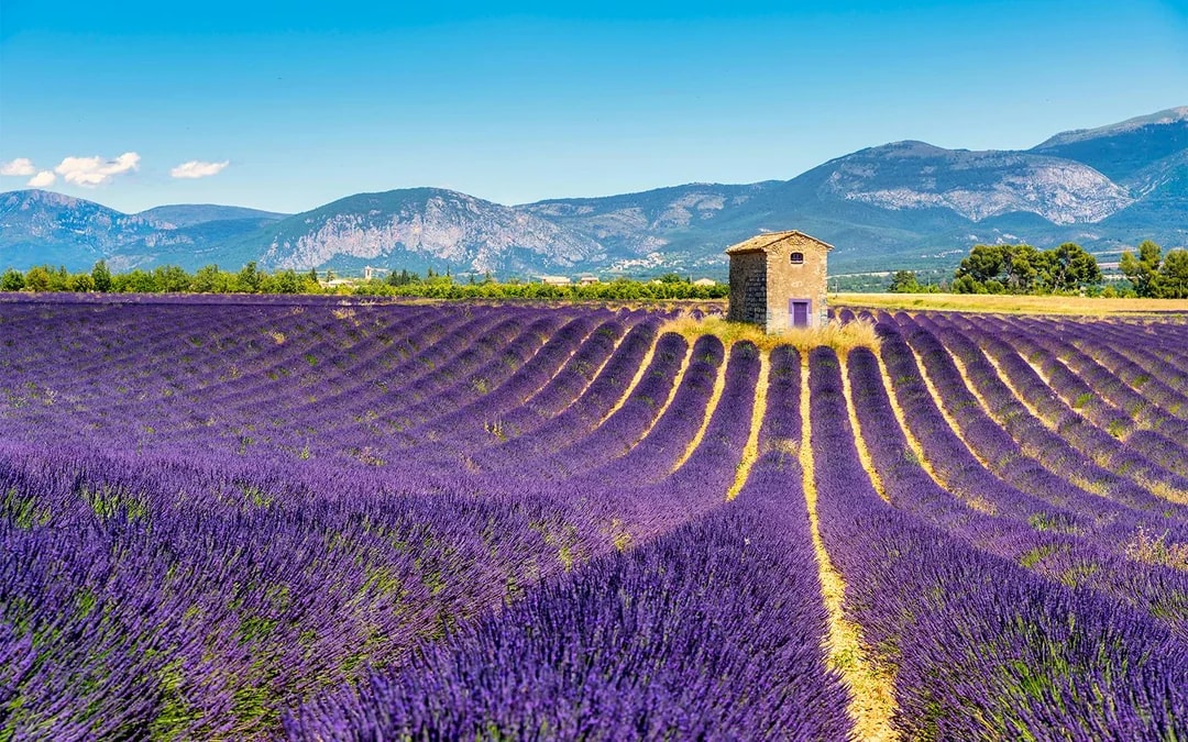 From Marseille: Lavender Fields Full-Day Tour Image 7