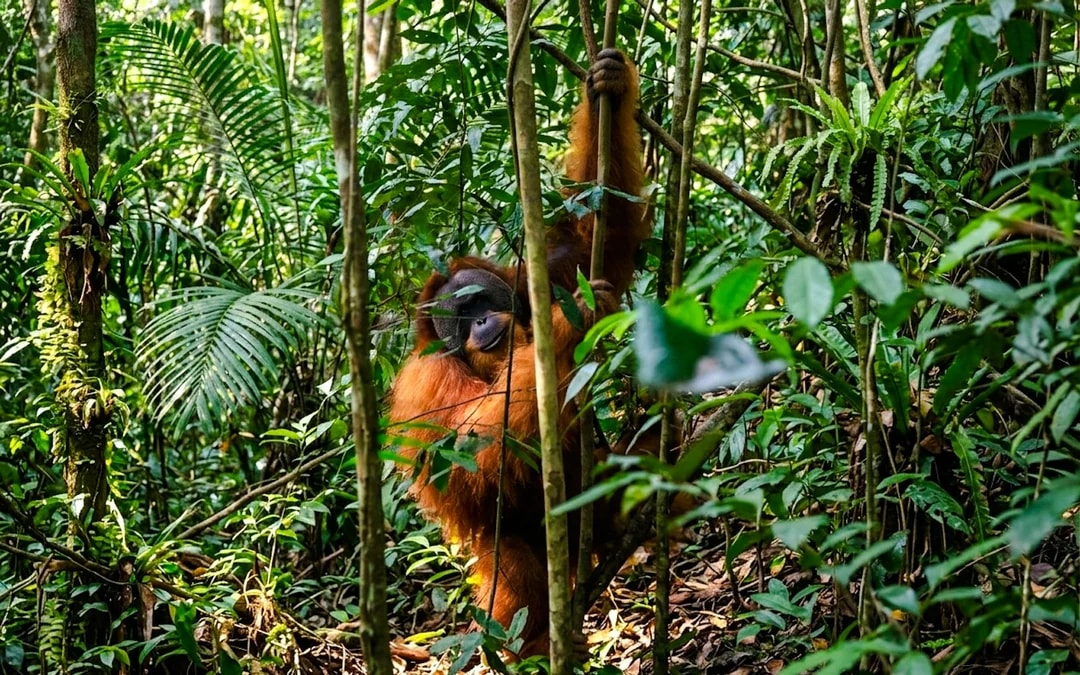 From Medan: 6-Day North Sumatra Tour With Orangutan Trekking, Volcano and Lake Toba Image 4