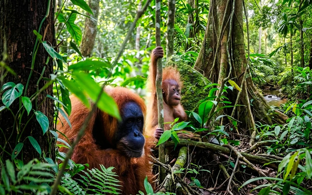 From Medan: 6-Day North Sumatra Tour With Orangutan Trekking, Volcano and Lake Toba Image 5