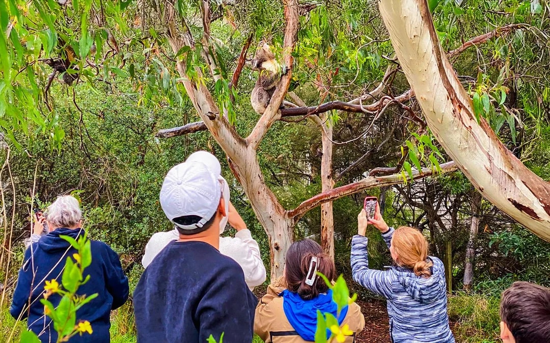 From Melbourne: Full-Day Great Ocean Road Guided Tour Image 6