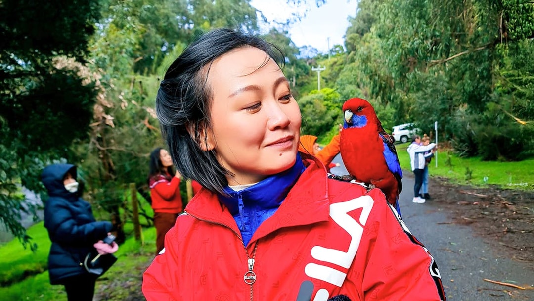 Tourist with parrot on shoulder at Kennet River, Great Ocean Road Guided Tour.
