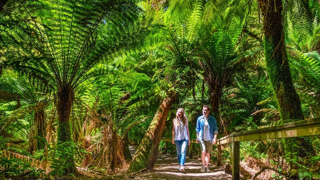 Couple walking through lush ferns on Maits Rest forest trail, Great Ocean Road tour.