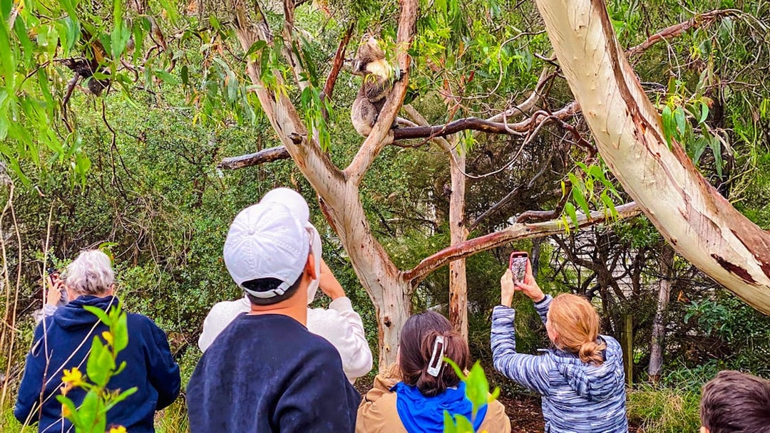 Tourists photographing a koala in a tree at Kennet River on the Great Ocean Road tour.
