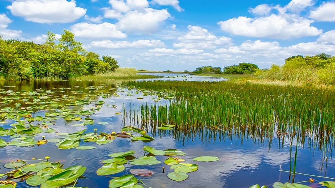 Everglades wetland view with lily pads and reeds, part of Miami safari tour.