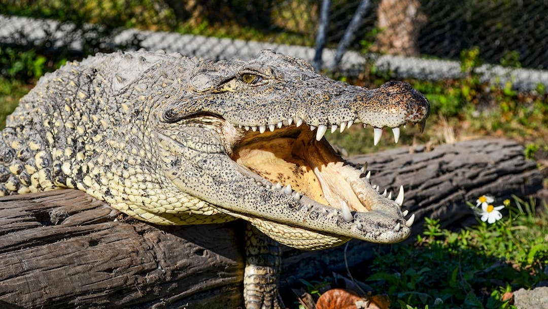 Alligator resting on a log at Everglades Safari Park, Miami tour.