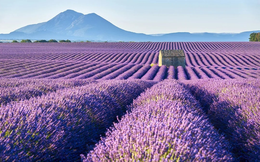 From Nice: Full-Day Provence and Lavender Tour Image 1