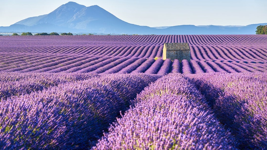 Tourists walking through lavender fields in Provence, France, with Verdon Gorges in the background.