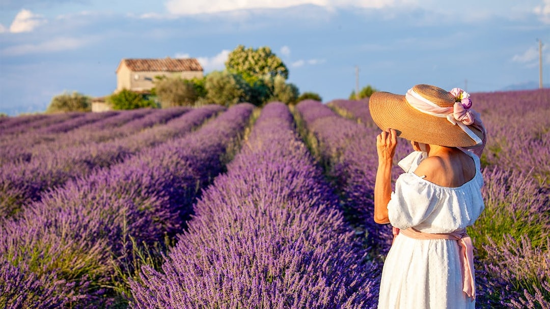 Lavender fields in Provence, France, with a person in a hat walking through the vibrant blooms.