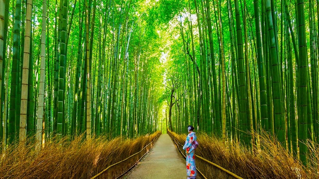 From Osaka: Arashiyama & Bamboo Grove Tour, Kyoto