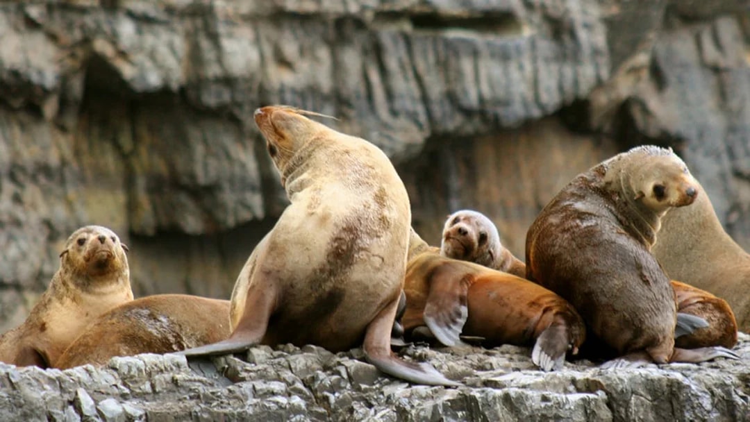 Seals resting on rocky shore during Tasman Island Cruise.