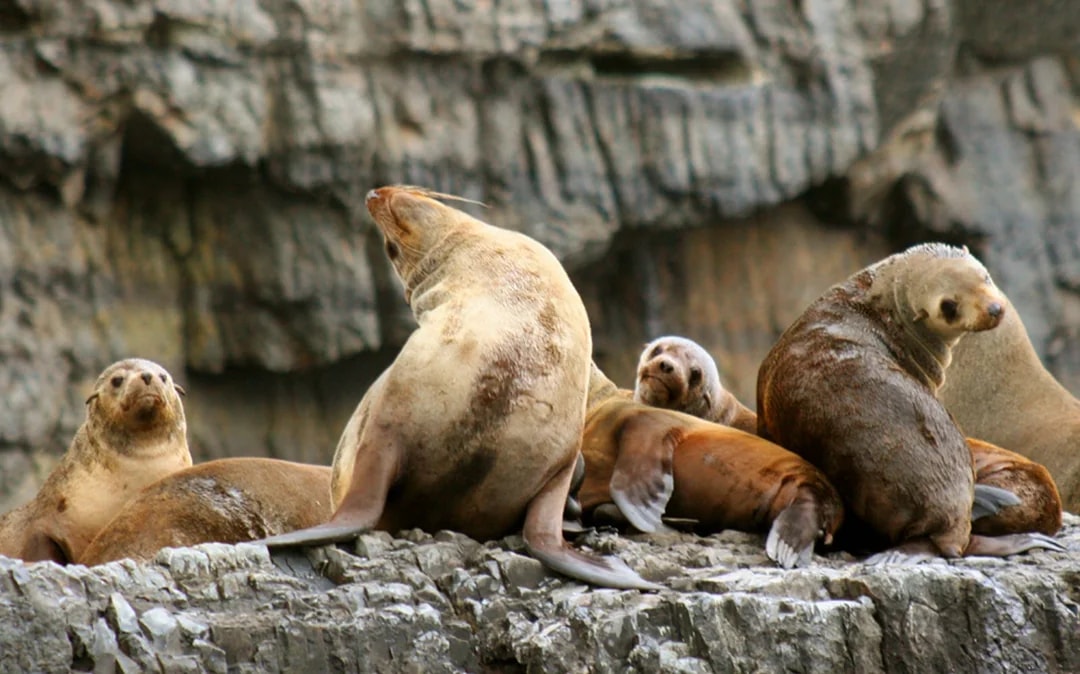 From Port Arthur: Tasman Island 3-Hour Wilderness Cruise

 Image 2