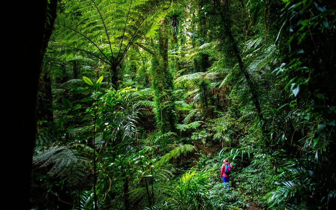From Port Douglas: Small Group Half Day Tour of Daintree & Mossman Gorge with River Cruise & Picnic Lunch
 Image 11