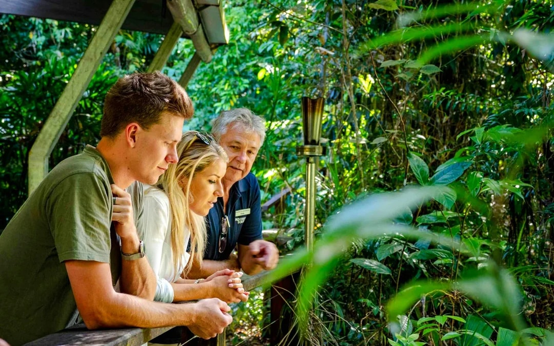 From Port Douglas: Small Group Half Day Tour of Daintree & Mossman Gorge with River Cruise & Picnic Lunch
 Image 3