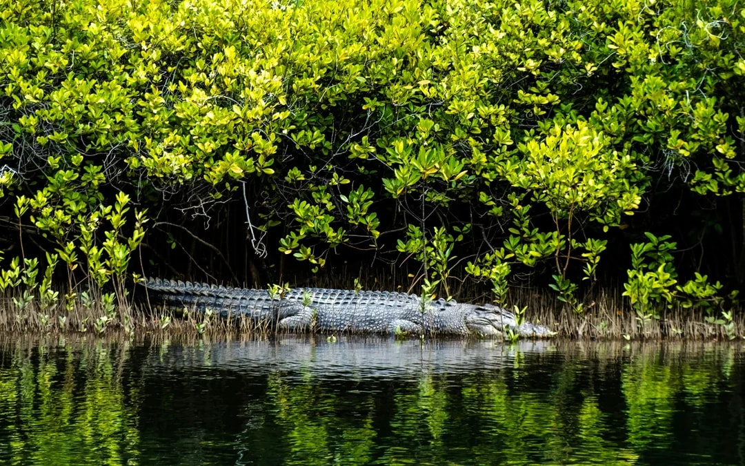 From Port Douglas: Small Group Half Day Tour of Daintree & Mossman Gorge with River Cruise & Picnic Lunch
 Image 4