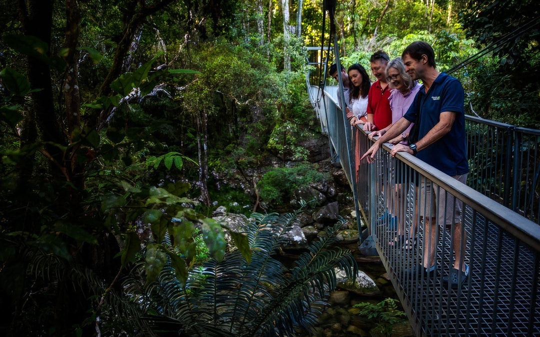 From Port Douglas: Small Group Half Day Tour of Daintree & Mossman Gorge with River Cruise & Picnic Lunch
 Image 6